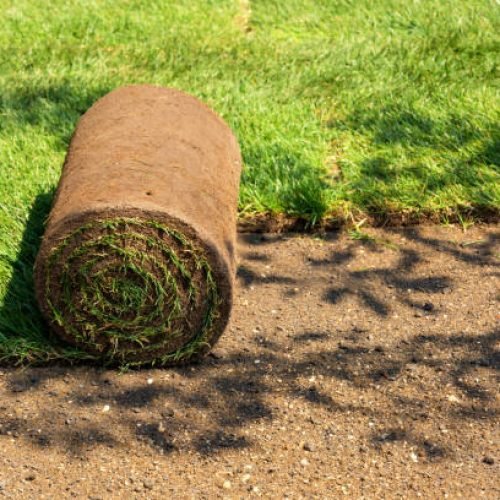 Close shot unrolled turf roll of natural green grass and grass free land. Laying rolls of grass sod for landscape design in the garden. Gardening concept. Copy-space.