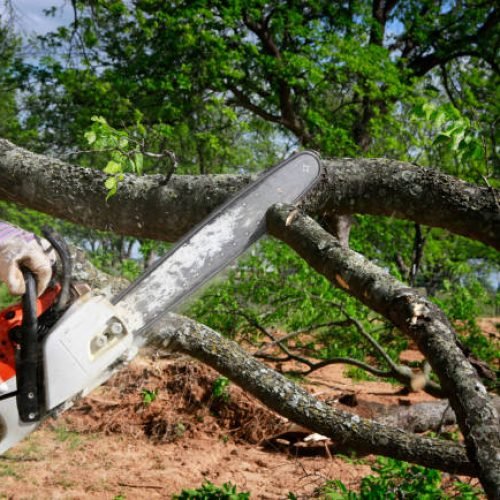 Professional is cutting trees using an electrical chainsaw