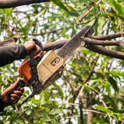 tree-trim-chainsaw